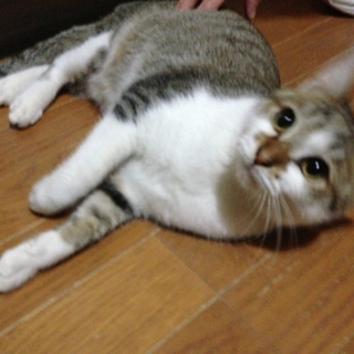 甘えん坊