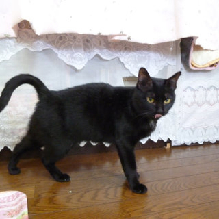 黒い猫のお嬢さん