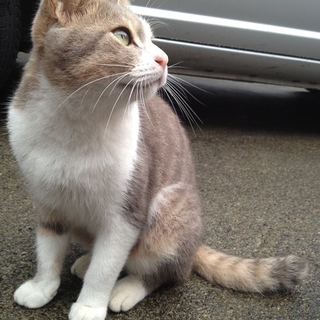 穏やかで甘えん坊な猫です