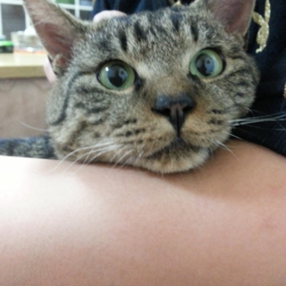 可愛いキジトラ男の子♪