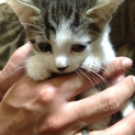 もぉすぐ2ヶ月になる子猫の里親さん募集中