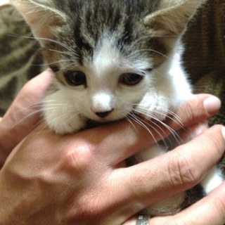 もぉすぐ2ヶ月になる子猫の里親さん募集中