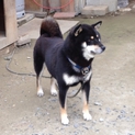 他の犬に吠えません☆