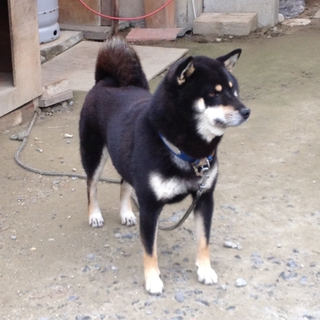 他の犬に吠えません☆