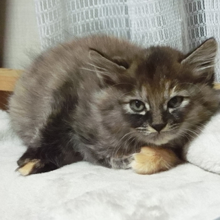 仔猫の里親募集