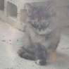 仔猫の里親募集 サムネイル2