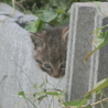 仔猫の里親募集 サムネイル6