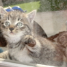 仔猫の里親募集 サムネイル5