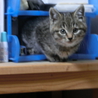 仔猫の里親募集 サムネイル4