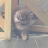 仔猫の里親募集 サムネイル3