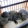 仔猫の里親募集 サムネイル7