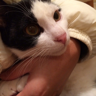 名古屋　ＴＮＲ現場猫　レンくんの里親さま募集