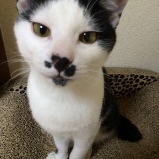名古屋　ＴＮＲ現場猫　ぶうくんの里親さま募集
