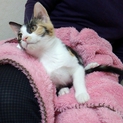 美人☆三毛猫ちゃん♀☆元気いっぱい♬