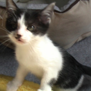 ２ヶ月仔猫ブラック＆ホワイト。白黒８割れ。