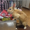 東京ミグノン保護バンビ♂１才未満 サムネイル6
