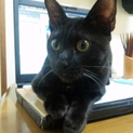 人懐っこくてよく喋る子猫チュッキー♂