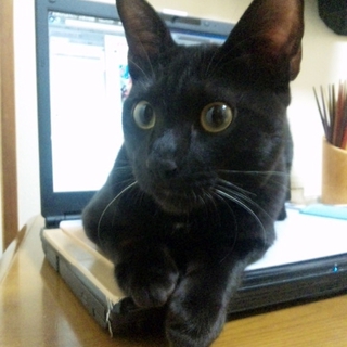 人懐っこくてよく喋る子猫チュッキー♂