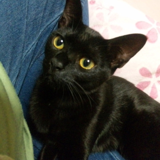 スタイル抜群の子猫くーにゃん♀