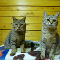 キジトラで生後６ヶ月のメスの子猫です