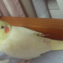 ルチノーオカメさん１歳