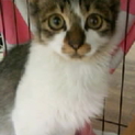 とても可愛い猫達です。