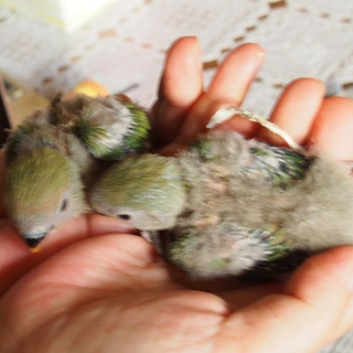 コザクラインコの雛の里親募集（有難うございました）
