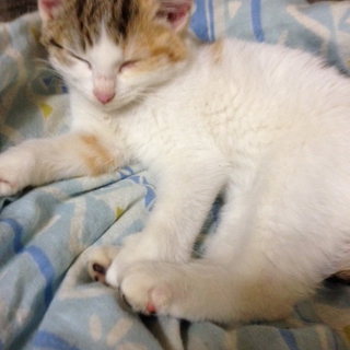 推定３ケ月の女の子