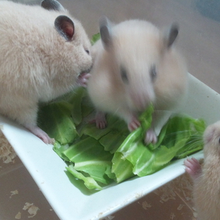 キンクマハムスター(生後６週目)