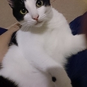 外で子猫のお世話をしていたイケニャンはちわれくん
