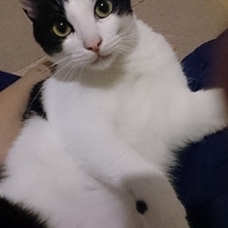 外で子猫のお世話をしていたイケニャンはちわれくん