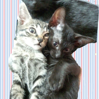 黒猫ととら柄