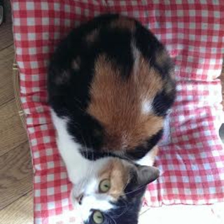 急ぎの募集です。（急募）