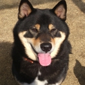 黒柴里親募集中