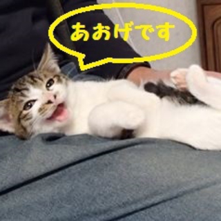 雄子猫（残り1匹の）里親募集中