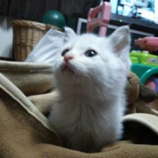かわいがってくださる方募集してます。