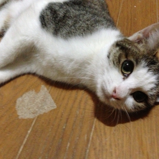 恥しがりやの甘えん坊
