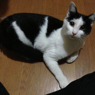 やんちゃもの