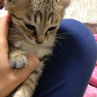元気な子猫です