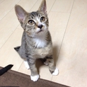 優しい里親さん募集！