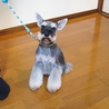 小さく可愛いお顔のシュナちゃん サムネイル4