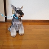 小さく可愛いお顔のシュナちゃん サムネイル2