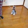 小さく可愛いお顔のシュナちゃん サムネイル3