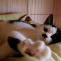 ナデナデ大好きミルクちゃんです