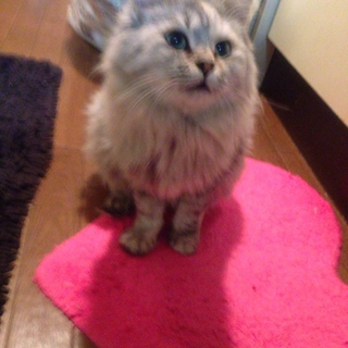 人懐こい猫ちゃんです！