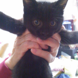 甘えん坊の黒猫☆くー