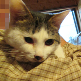 とっても可愛い子猫です！
