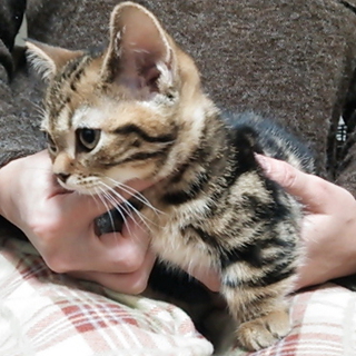 マンチカン　短足の子猫