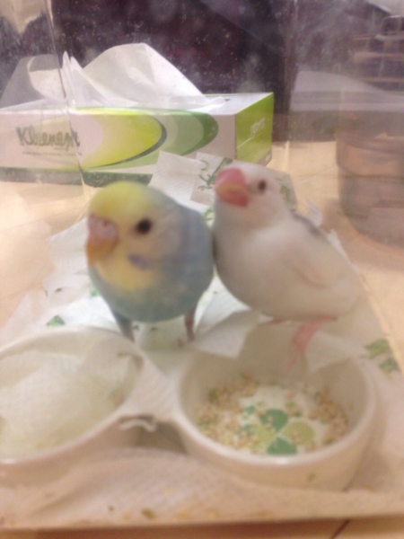 手乗りセキセイインコ 白 東京都 鳥の里親募集 ペットのおうち 月間利用者150万人