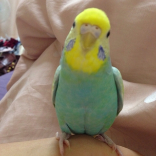 手乗りセキセイインコ、白文鳥里親さん募集